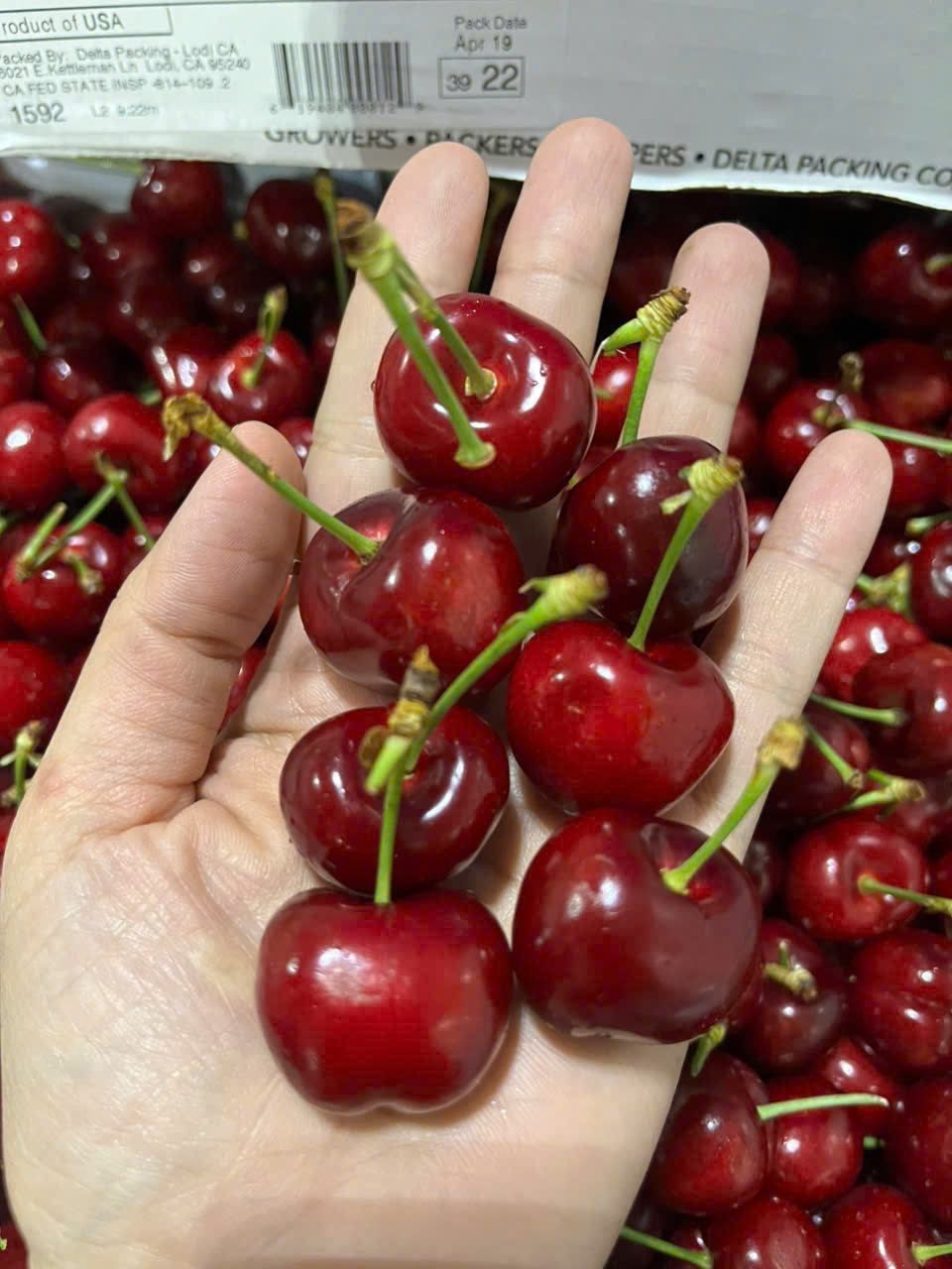[PRD01648] Cherry Mỹ ROYAL HAZEL Size 9.5