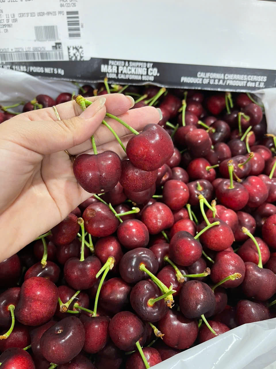 Cherry Mỹ SEQUOIA Size 10